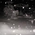 P1010007.JPG