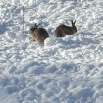 hares1.JPG