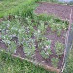 Broadbeans - Aguadulce