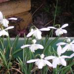 Snowdrops 004