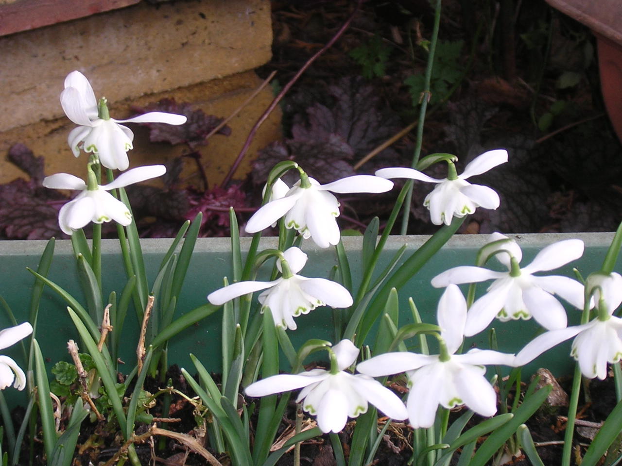 Snowdrops 004