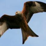 IMG_9694-800.jpg