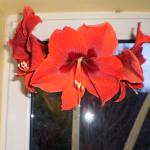 Amaryllis 010