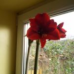 Amaryllis 008