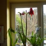 Amaryllis 009