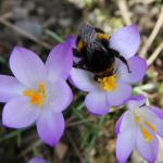 Bumble Bee