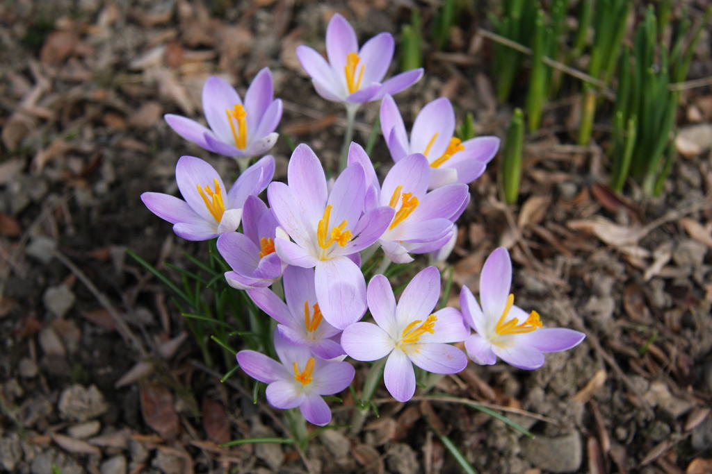 Crocus