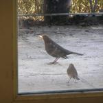 Blackbird 014
