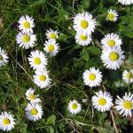 Daisies (2)