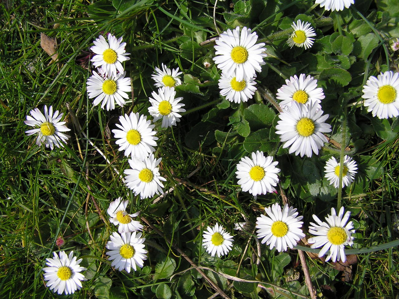 Daisies (2)