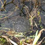 Frogspawn