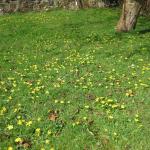 Carpet of Celandines