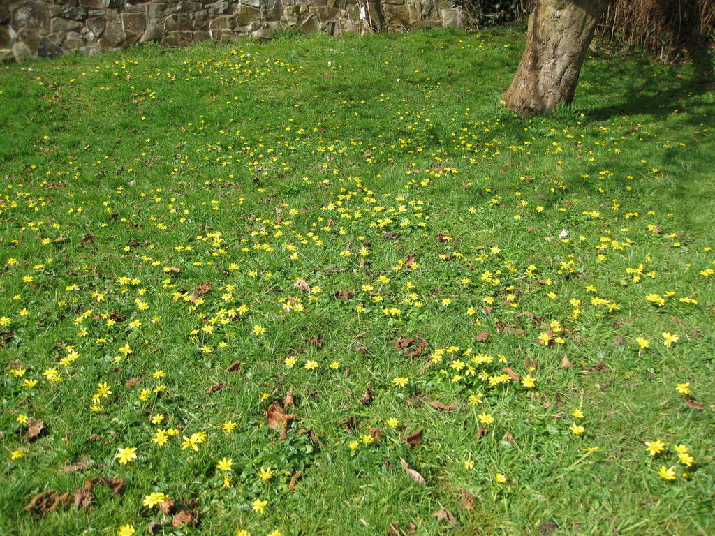 Carpet of Celandines