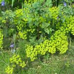 May Garden 075