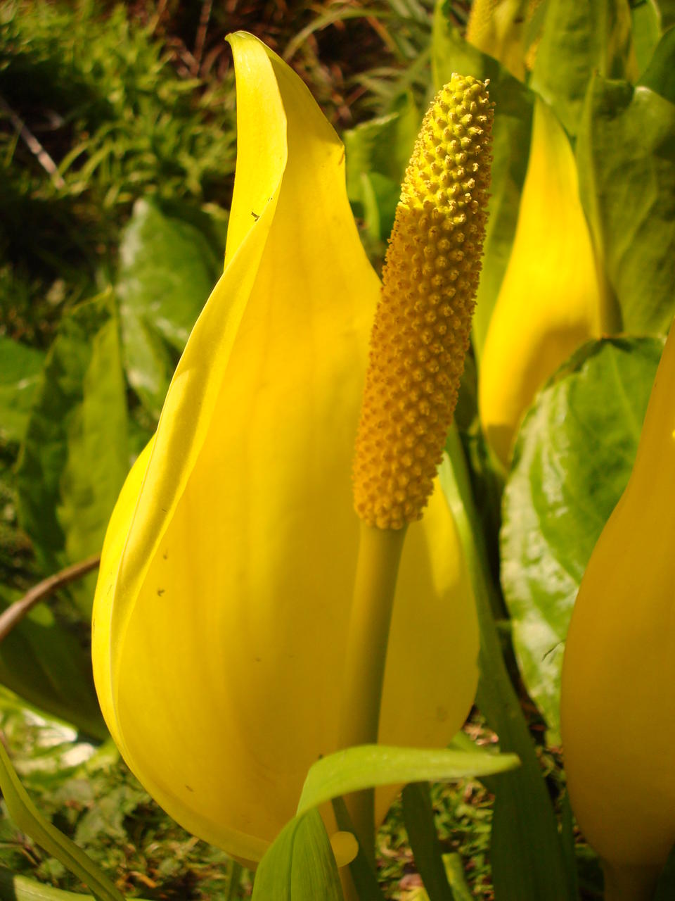 062