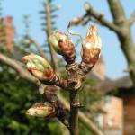 Conference Pear 21 Mar 09