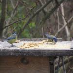 Bluetits