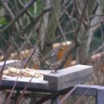 Robin