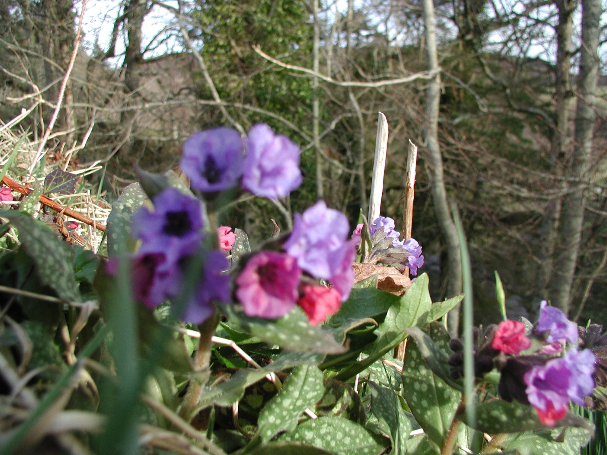 P1010011.JPG