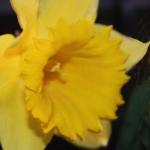 Trumpet of Spring
