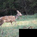 chicken deer birds 09 004