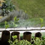 Sweet pea Beaujolais Seedlings
