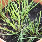 plants 002
