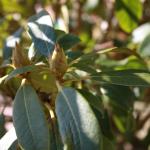 plants 034