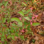 Delicate Honeysuckle bush flowering 1st April