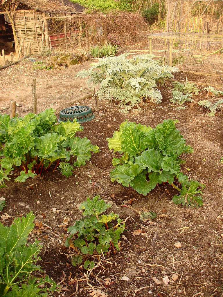 Rhubarb uncovered Artichokes transplanted