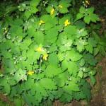 Greater Celandine Chelidonium majus