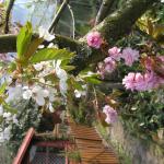 Cherry blossom 044