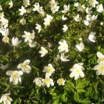 Wood anemones - 8