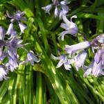 Bluebells 046