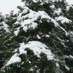 DSC00950.JPG
