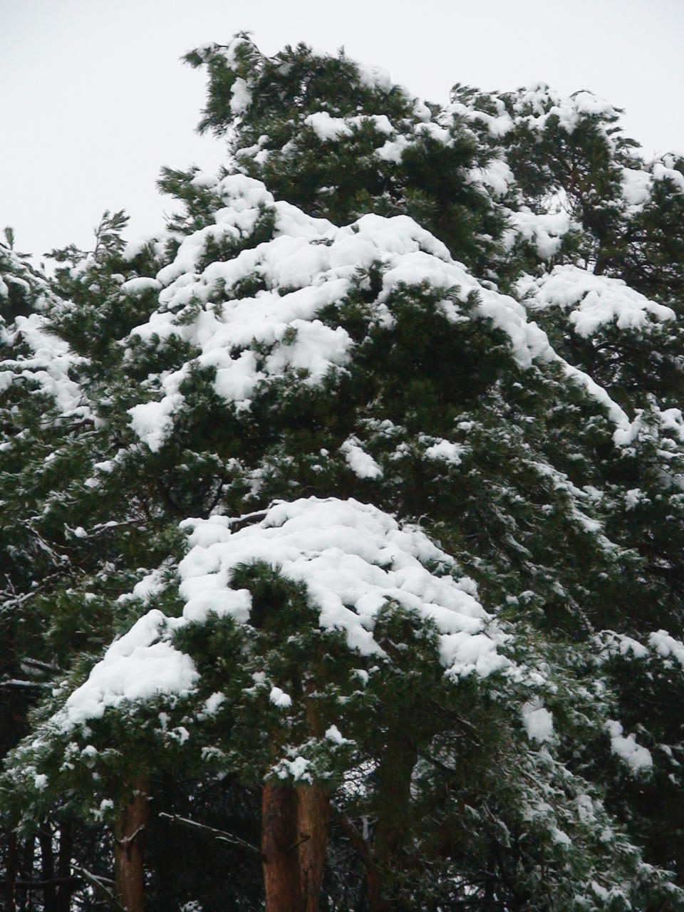 DSC00950.JPG