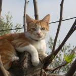 Could make the cover of Cat magazine