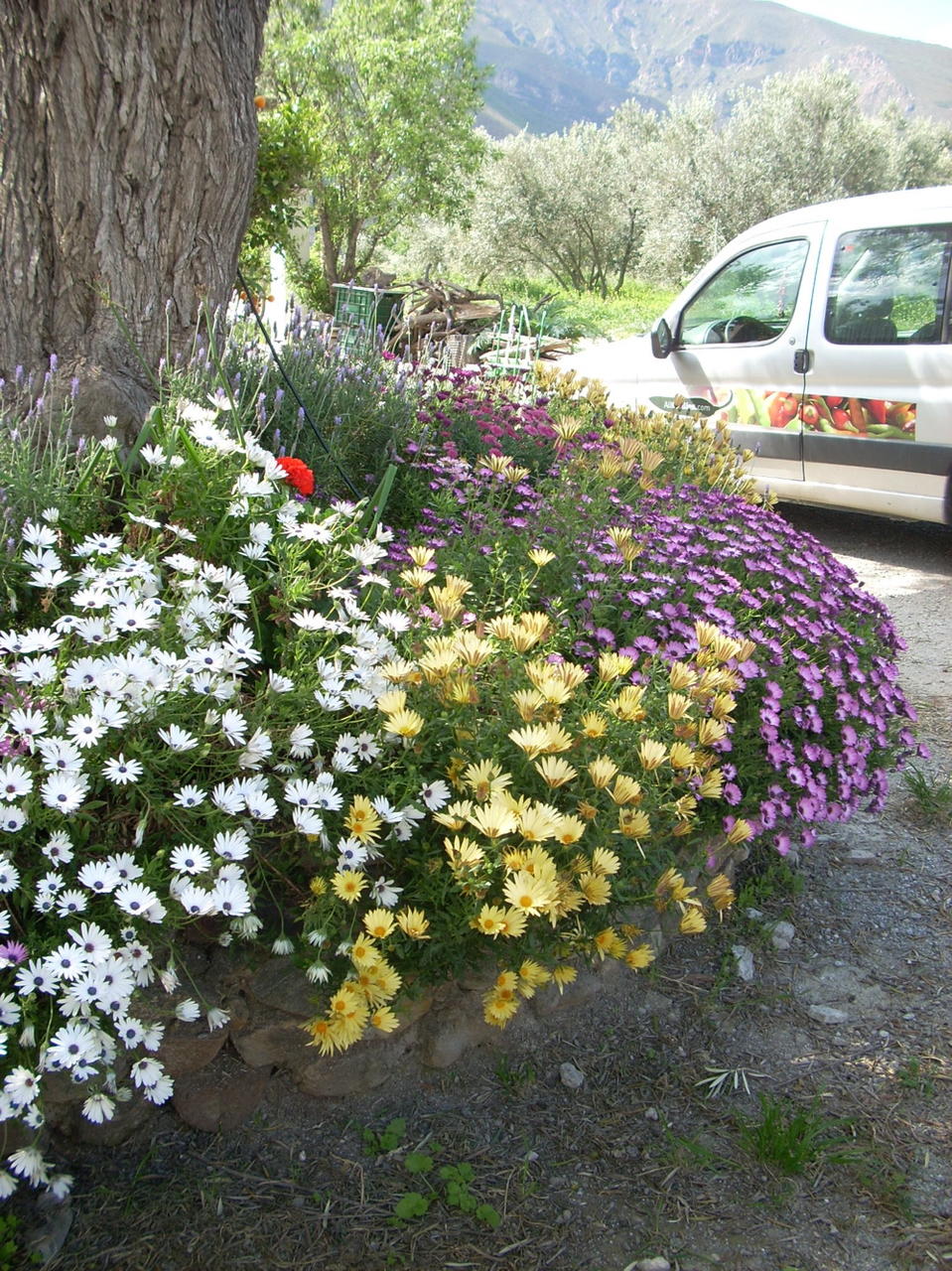 Spring flowers