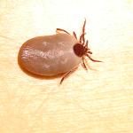 tick