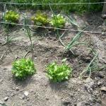 lettuce carrots