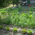 onions lettuce carrots celery