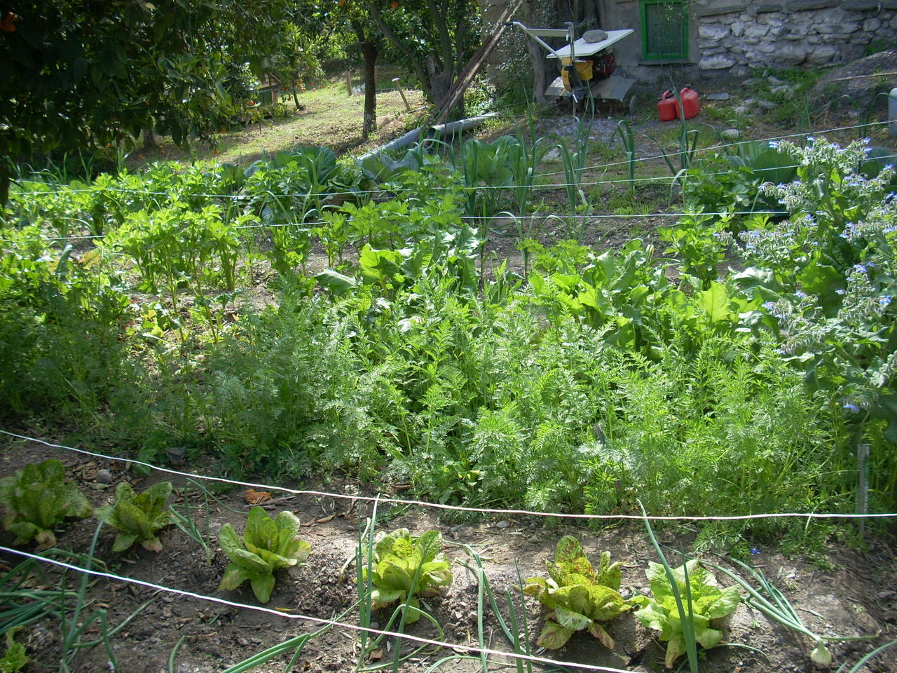onions lettuce carrots celery