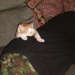 Tommy sleeping 