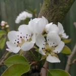 Conference pear blossom