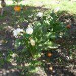 Callas