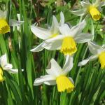 Daffodils