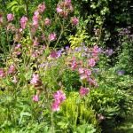 May garden flowers 023