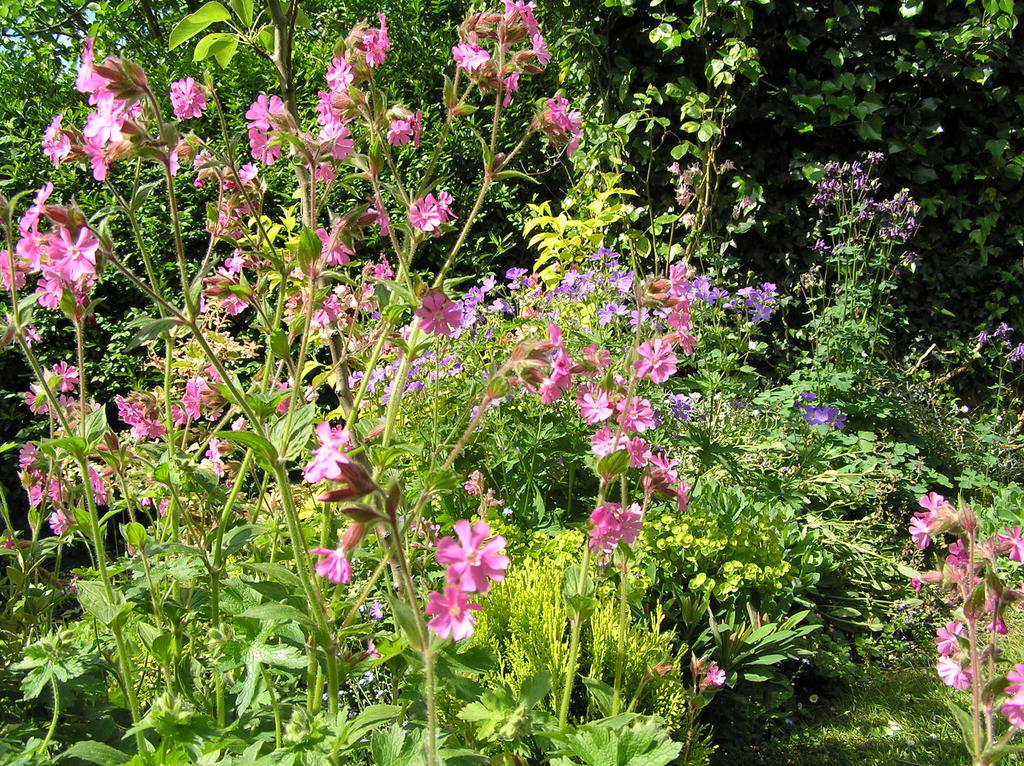 May garden flowers 023