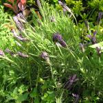May garden flowers 024