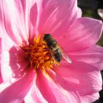 Hover Fly on Dahlia